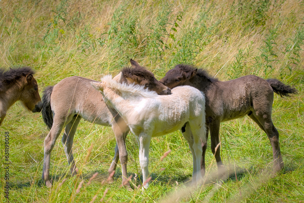 Fototapeta premium a group of cute colourful Icelandic Horse foals are playing in the meadow