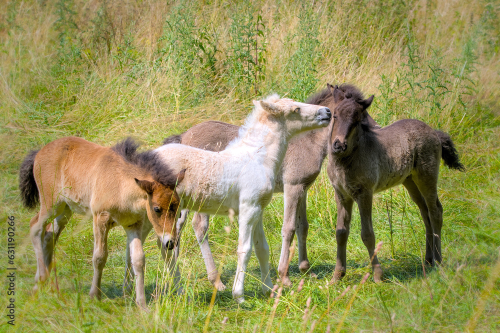 a group of cute colourful Icelandic Horse foals are playing in the meadow a group of cute colourful Icelandic Horse foals are playing in the meadow