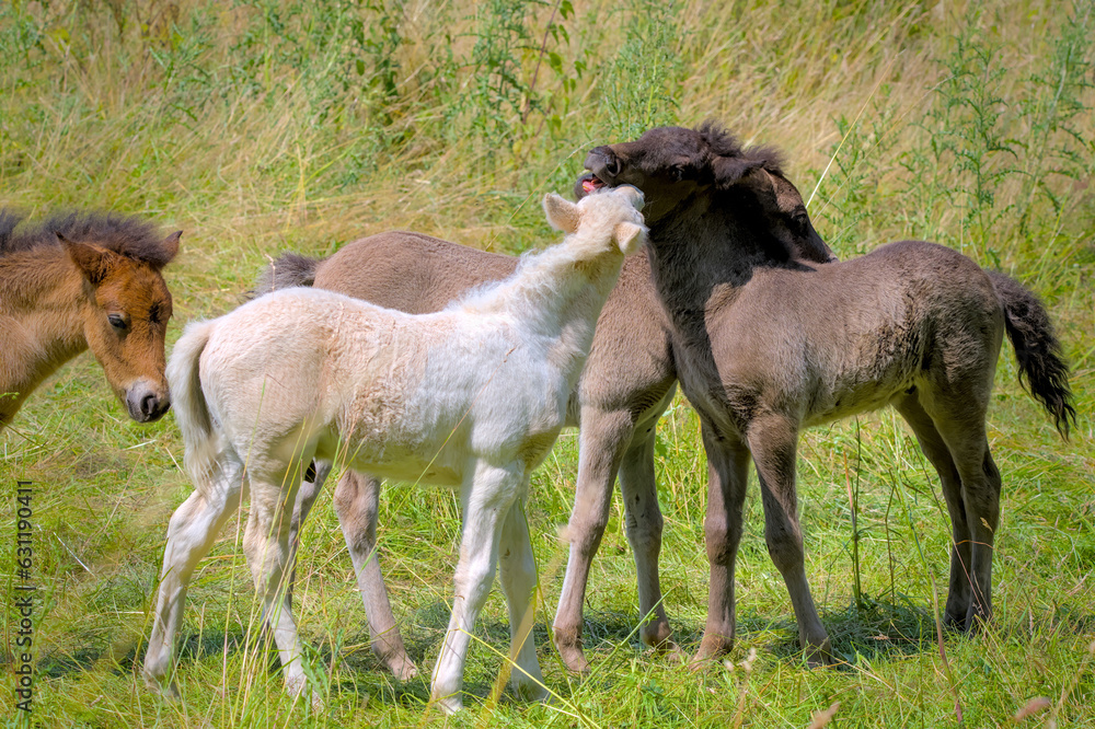 a group of cute colourful Icelandic Horse foals are playing in the meadow a group of cute colourful Icelandic Horse foals are playing in the meadow