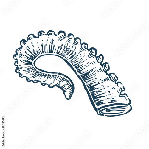 hand drawn illustration of a sketch of an octopus