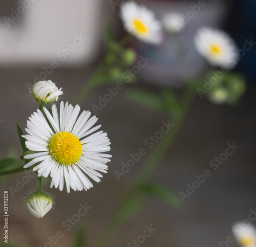 Yellow flowers in the summer garden