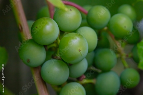 Bunches of green grapes - unripe fruits of the vine © Robert