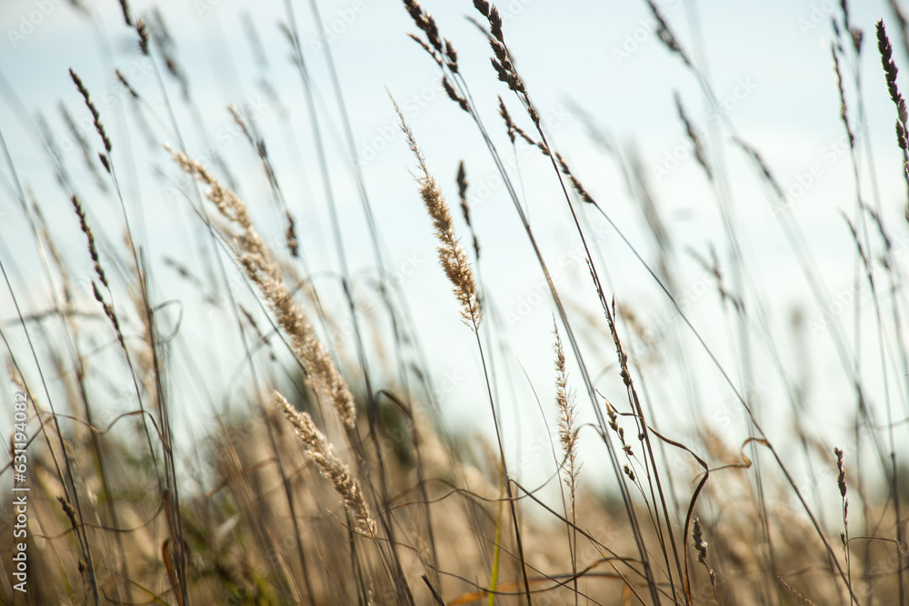 Fototapeta premium Ears of corn in a village field