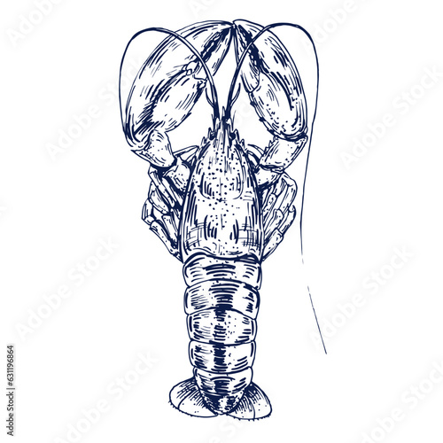 hand drawn illustration of a sketch of a lobster top view