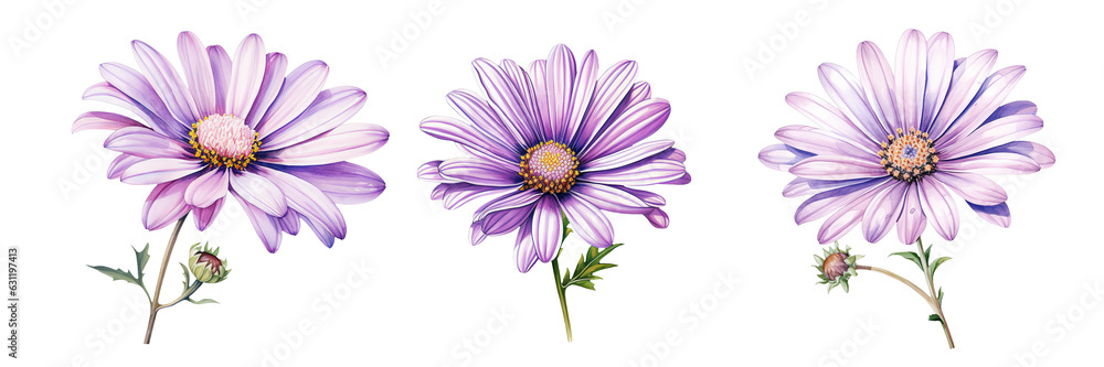 Purple Daisy Watercolor Clipart isolated on Transparent Background. Purple Daisy Watercolor Clipart isolated on Transparent Background.