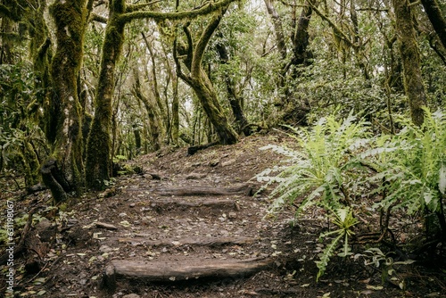 Small path leading through an old forest area with large ferns