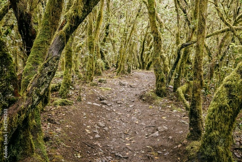 Picturesque footpath in a lush forest  covered in green moss and surrounded by towering trees