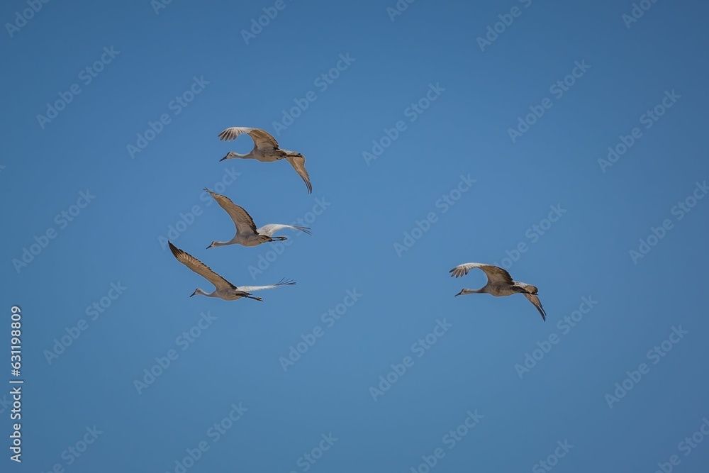 Obraz premium Sandhill cranes, Grus canadensis birds flying high in the blue sky