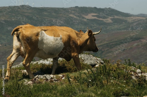 Brown and white cow grazing on a lush green hillside in the backdrop of fields photo