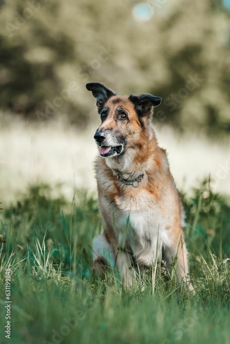 German Shepherd in lush green grass with tongue lolling out happily © Slobodan Radovanovic/Wirestock Creators