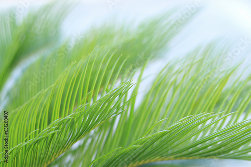 Tropical palm leaves. Floral background. Close up green palm leaf texture. Beautiful palm leaf. Leaf texture. Tropical plant branches on blurred background. Striped palm foliage 