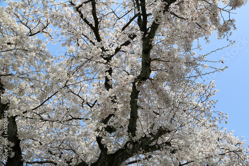 Wallpaper Mural 西陣本隆寺境内に咲く染井吉野 Torontodigital.ca