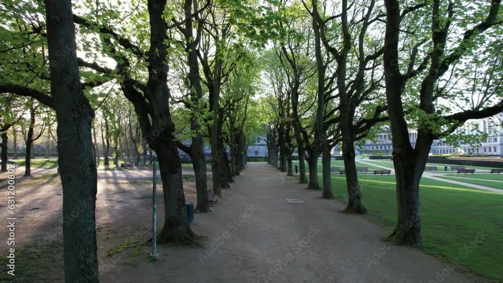 Drone view through trees growing in a park Drone view through trees growing in a park