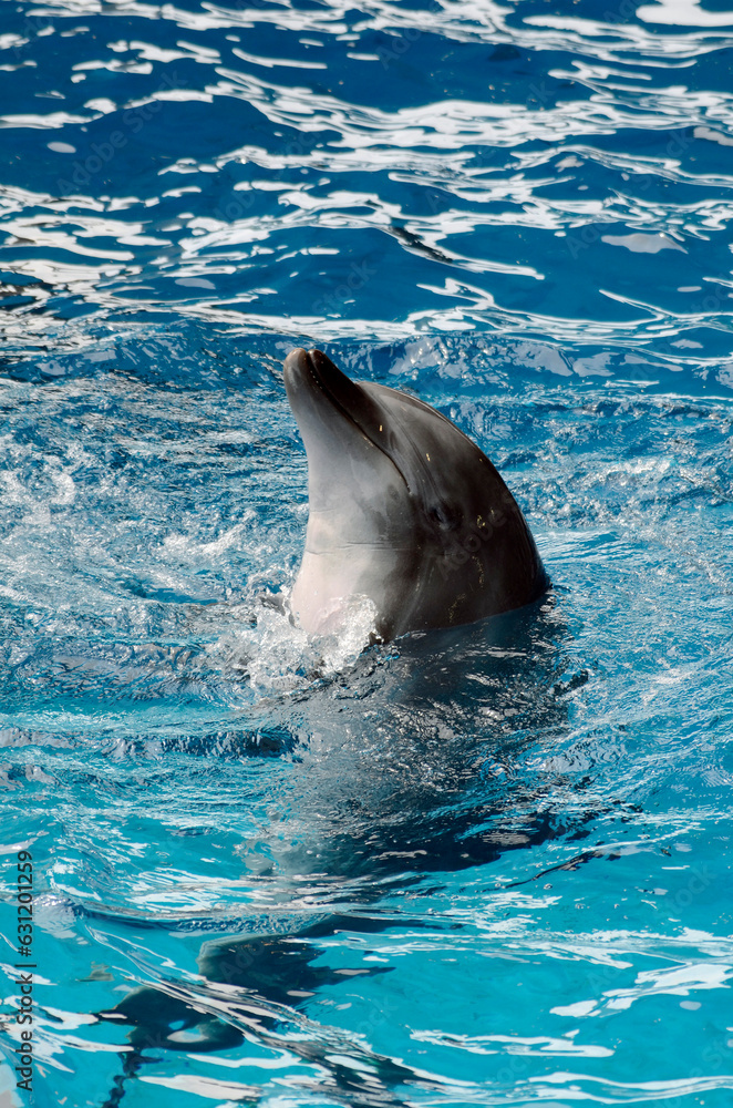 Obraz premium イルカ
