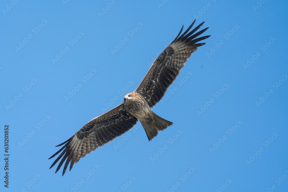 Majestic bald eagle soaring through the sky with its long and slender wings outstretched Majestic bald eagle soaring through the sky with its long and slender wings outstretched