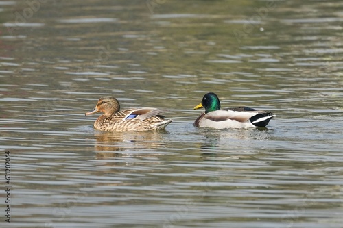 Mallard ducks swimming in a body of water