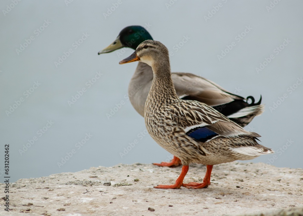Obraz premium Couple of mallards standing on a stone surface.
