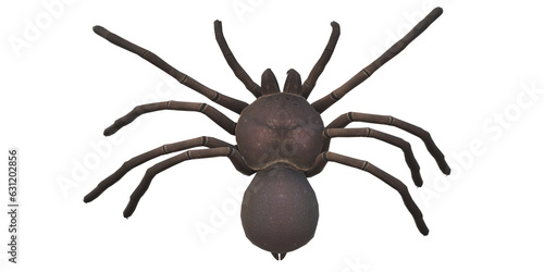 Spider isolated on a transparent Background