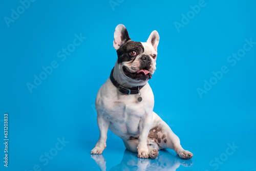 Fototapeta Naklejka Na Ścianę i Meble -  perro feliz