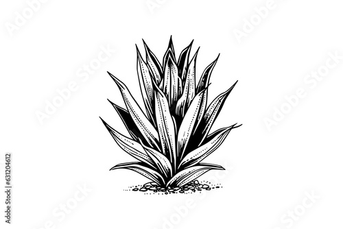 Blue agave ink sketch. Tequila ingredient vector drawing. Engraving illustration of mexican plant.