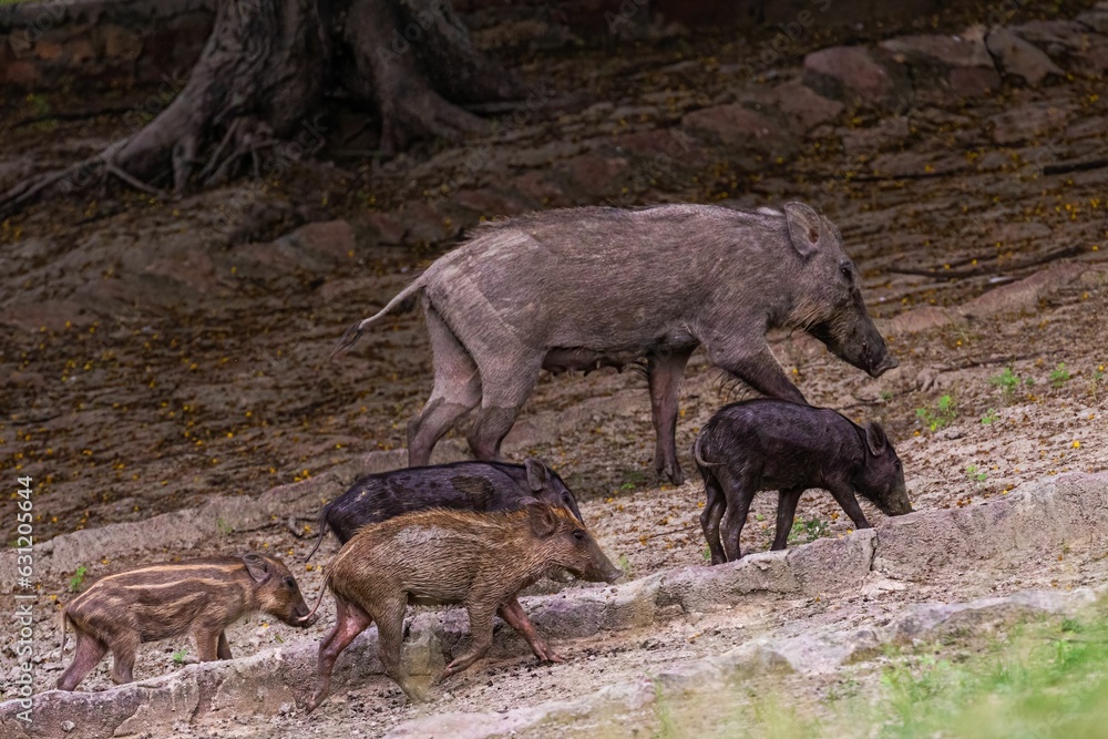 Group of wild boars (Sus scrofa) ascending a steep hillside with lush grass and rocky terrain Group of wild boars (Sus scrofa) ascending a steep hillside with lush grass and rocky terrain