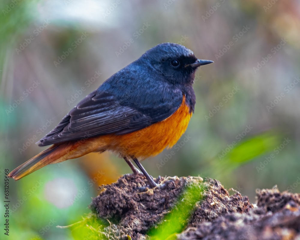 A Black Redstart resting A Black Redstart resting