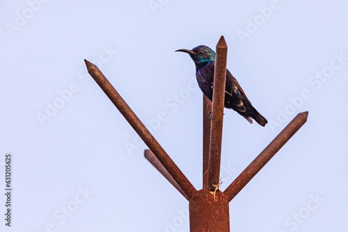 Fotografie Vibrant hummingbird perched atop a metal pole