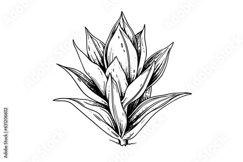 Blue agave ink sketch. Tequila ingredient vector drawing. Engraving illustration of mexican plant.