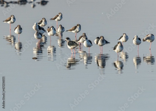 Black-winged stilts (Himantopus himantopus) wading in the water