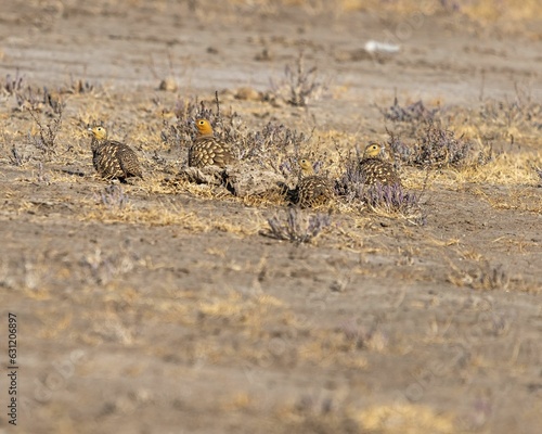 Saja birds perched on a dry  dusty field  basking in the sun