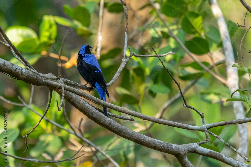 Obraz premium Brightly colored Asian fairy-bluebird (Irena puella) perched atop a tall evergreen tree