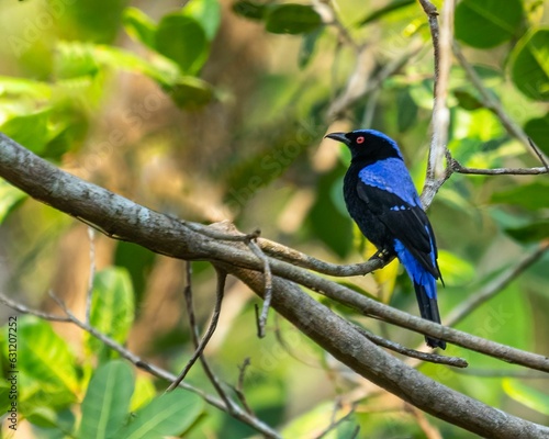Photography Brightly colored Asian fairy-bluebird (Irena puella) perched atop a tall evergre