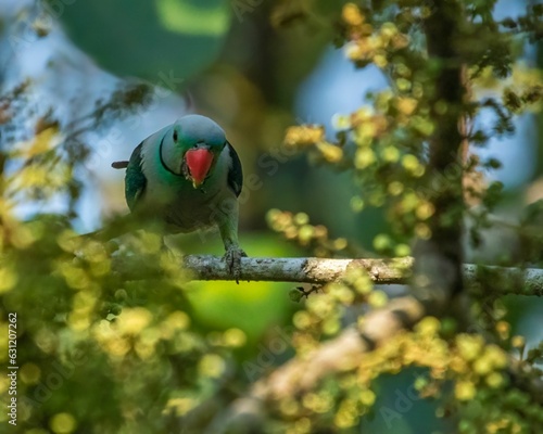 Beautiful blue-winged parakeet (Psittacula columboides) perched on a tree branch photo