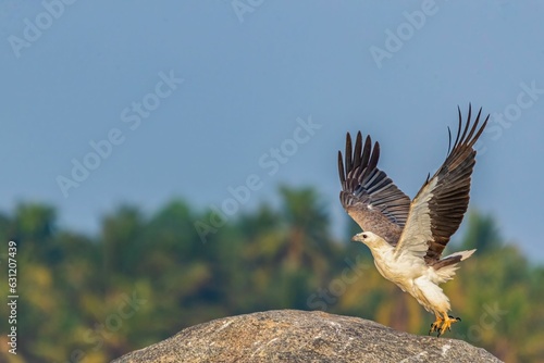 Photography Falcon bird soaring through a picturesque landscape, with a large rock and trees