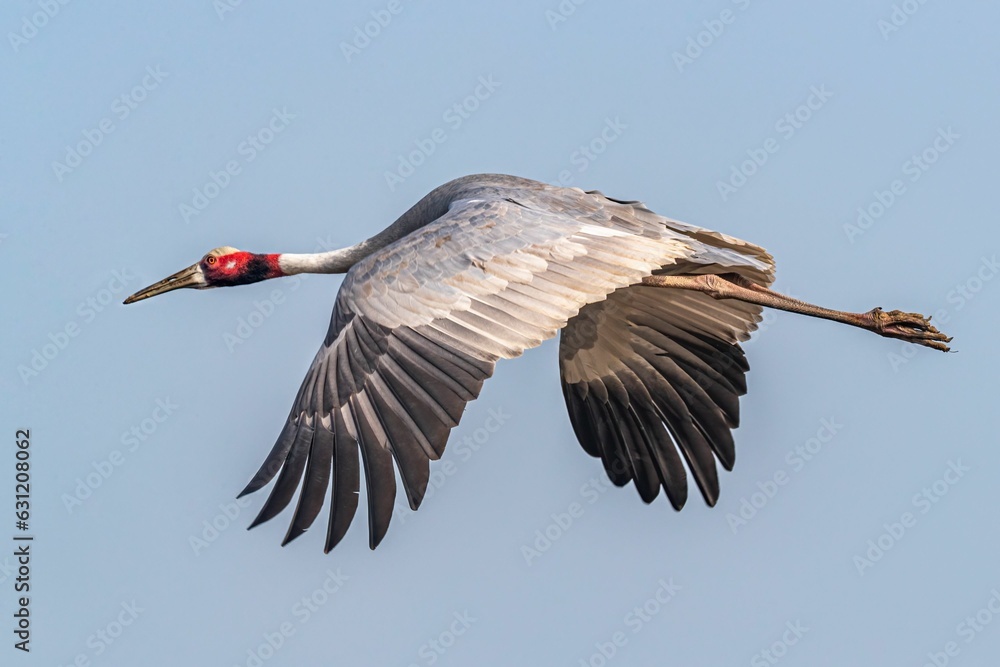 Obraz premium Closeup of a majestic Sarus crane soaring through the blue sky