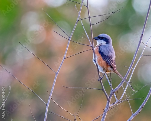 Small long-tailed shrike bird perched on the thin branch of a tree on a background of green foliage photo