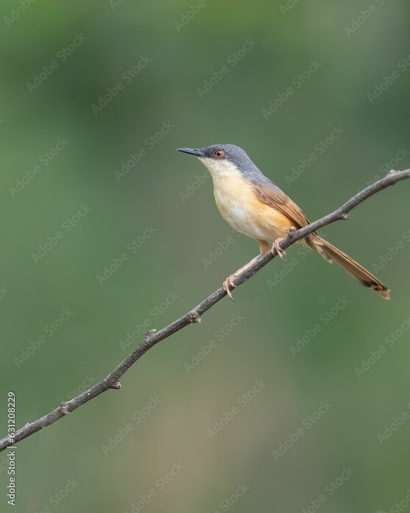 Closeup of a yellow-bellied prinia perched on a branch Closeup of a yellow-bellied prinia perched on a branch