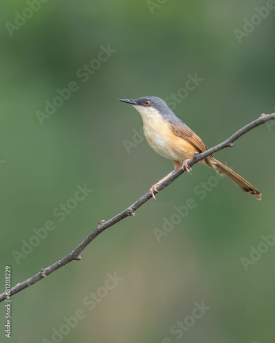 Closeup of a yellow-bellied prinia perched on a branch