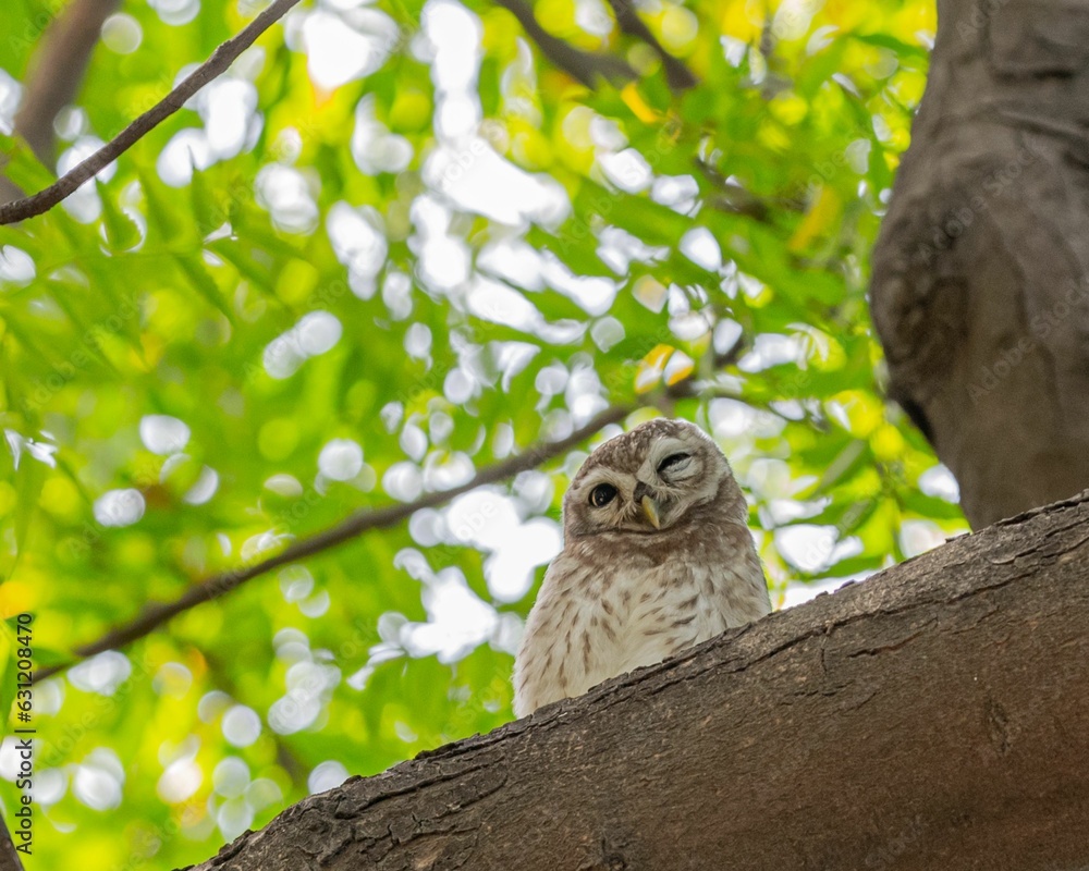 Obraz premium Owl perched on a tree branch