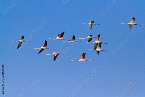Flock of flamingos flying in a blue sky