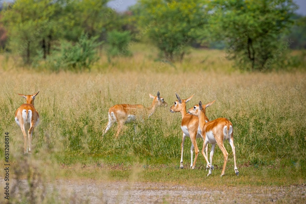 Blackbucks in their natural habitat Blackbucks in their natural habitat