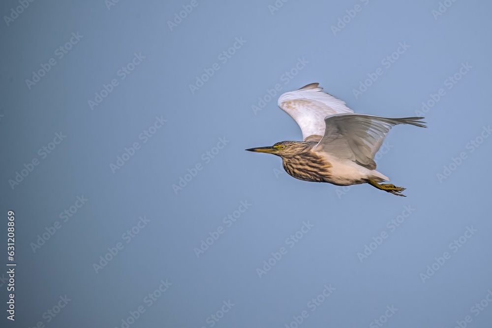 Obraz premium Majestic squacco heron soaring through a cloudy sky
