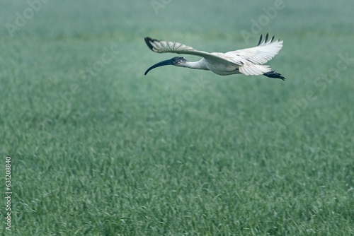 Black-headed ibis flying over a field