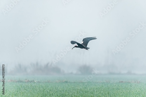 Majestic ibis bird soaring through a foggy sky above a verdant meadow © Yadvendra Kumar/Wirestock Creators