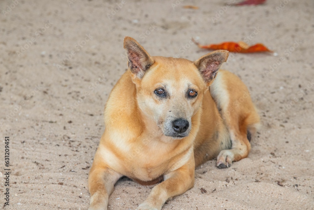 A Thai Street Dog at the Beach