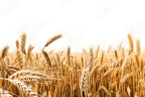Wheat field isolated on white background. 