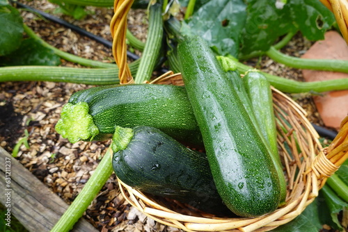 harvest zucchini in the backyard garden. collect zucchini. calabin harvest in basket