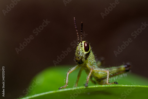 Close up of a grasshopper