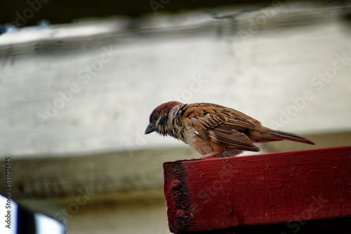 Close up of a brown bird called Maya.
