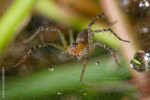 Close up of a spider